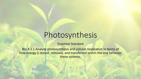 Photosynthesis Essential Standard