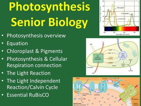 Photosynthesis Senior Biology