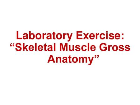 “Skeletal Muscle Gross Anatomy”