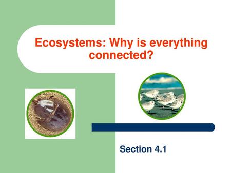 Ecosystems: Why is everything connected?