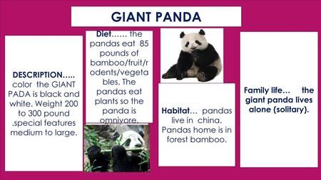 Family life… the giant panda lives alone (solitary).