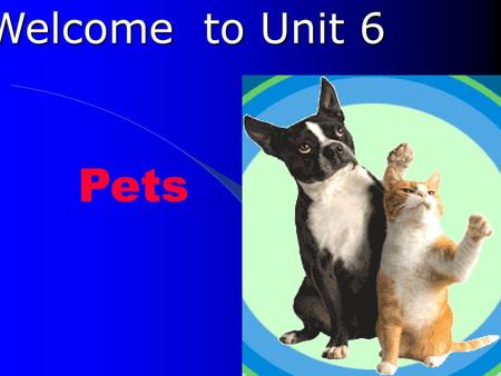Welcome to Unit 6 Pets.