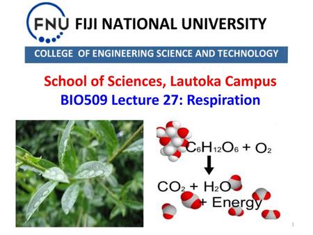 School of Sciences, Lautoka Campus BIO509 Lecture 27: Respiration