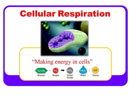 Cellular Respiration “Making energy in cells”.