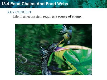 KEY CONCEPT  Life in an ecosystem requires a source of energy.