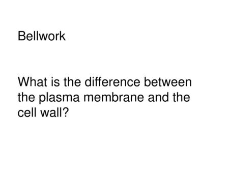 Bellwork What is the difference between the plasma membrane and the cell wall?