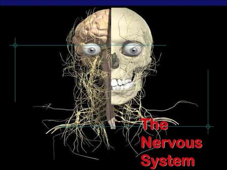 The Nervous System 2003-2004.