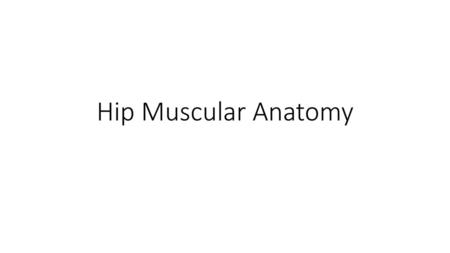 Hip Muscular Anatomy.