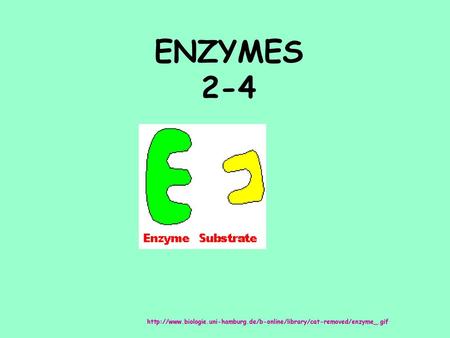 ENZYMES 2-4 http://www.biologie.uni-hamburg.de/b-online/library/cat-removed/enzyme_.gif.