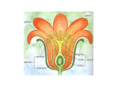 Making a flower Colour in the parts of the flower Female parts red