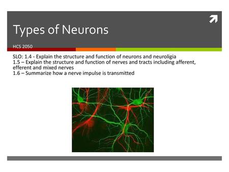 Types of Neurons HCS 2050 SLO: 1.4 - Explain the structure and function of neurons and neuroligia 1.5 – Explain the structure and function of nerves and.