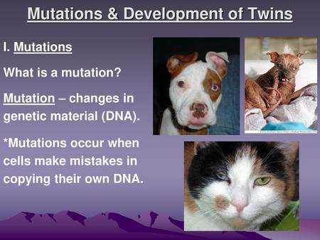Mutations & Development of Twins