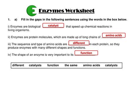 Enzymes Worksheet catalyst amino acids different function