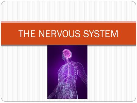 THE NERVOUS SYSTEM.