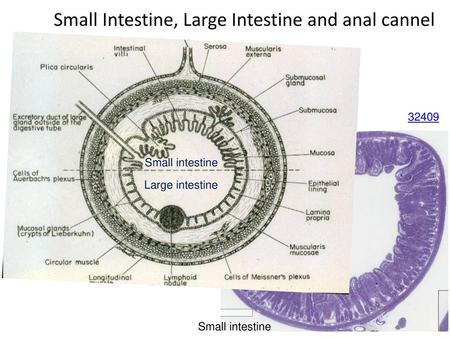 Small Intestine, Large Intestine and anal cannel