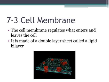 7-3 Cell Membrane The cell membrane regulates what enters and leaves the cell It is made of a double layer sheet called a lipid bilayer.