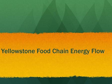 Yellowstone Food Chain Energy Flow