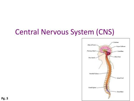 Central Nervous System (CNS)
