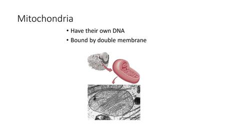 Mitochondria Have their own DNA Bound by double membrane.