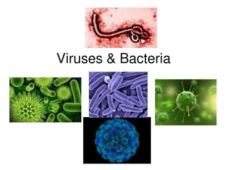 Viruses & Bacteria.