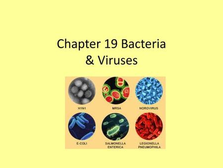 Chapter 19 Bacteria & Viruses