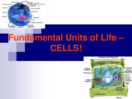 Fundamental Units of Life – CELLS!
