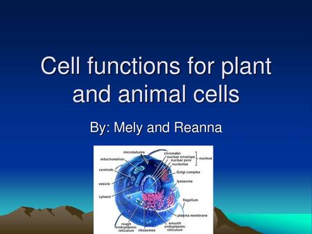 Cell functions for plant and animal cells