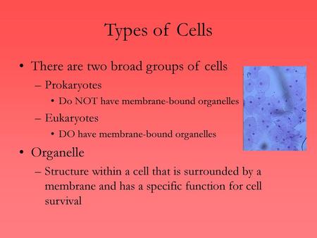 Types of Cells There are two broad groups of cells Organelle