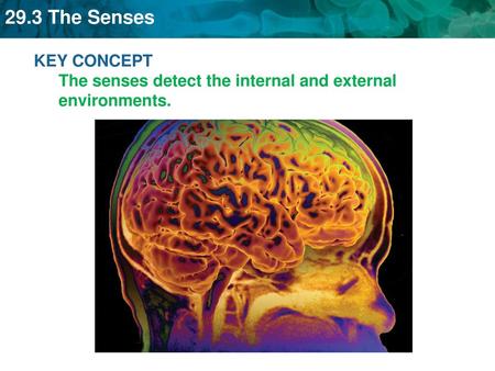 KEY CONCEPT  The senses detect the internal and external environments.