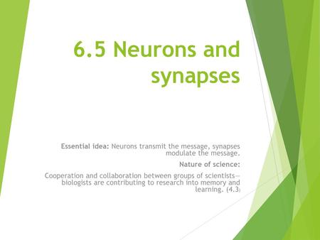 6.5 Neurons and synapses Essential idea: Neurons transmit the message, synapses modulate the message. Nature of science: Cooperation and collaboration.