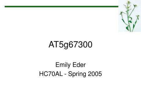 Emily Eder HC70AL - Spring 2005
