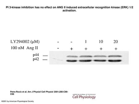 PI 3-kinase inhibition has no effect on ANG II induced extracellular recognition kinase (ERK) 1/2 activation. PI 3-kinase inhibition has no effect on ANG.