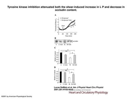 Tyrosine kinase inhibition attenuated both the shear-induced increase in L P and decrease in occludin content. Tyrosine kinase inhibition attenuated both.