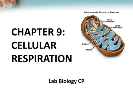 CHAPTER 9: CELLULAR RESPIRATION