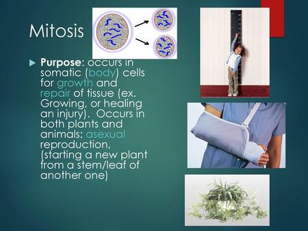 Mitosis Purpose: occurs in somatic (body) cells for growth and repair of tissue (ex. Growing, or healing an injury). Occurs in both plants and.