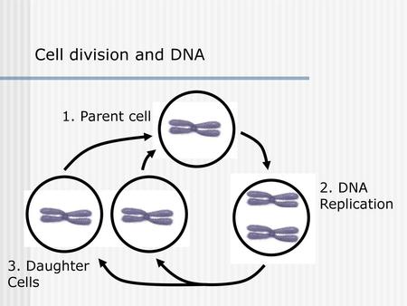 Cell division and DNA 1. Parent cell 2. DNA Replication 3. Daughter