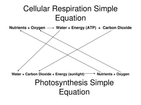Cellular Respiration Simple Equation