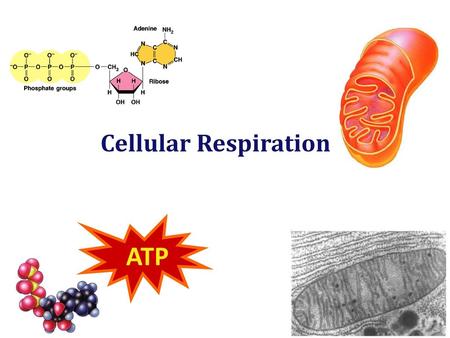 Cellular Respiration ATP 2009-2010.