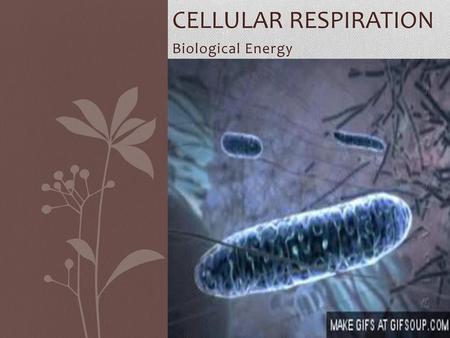 Cellular respiration Biological Energy.