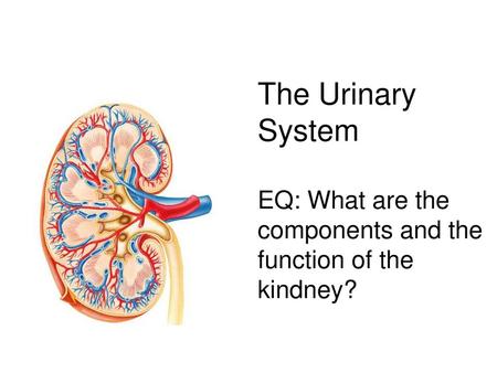 The Urinary System Paired kidneys A ureter for each kidney