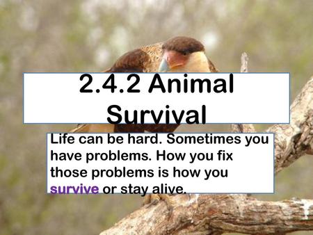 2.4.2 Animal Survival Life can be hard. Sometimes you have problems. How you fix those problems is how you survive or stay alive.