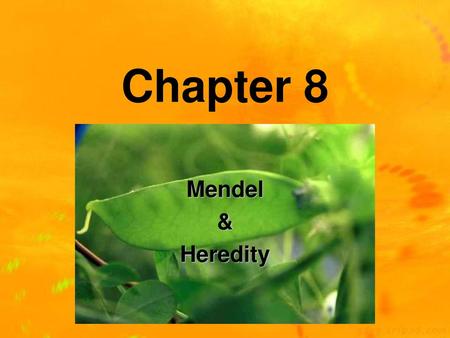Chapter 8 Mendel & Heredity.
