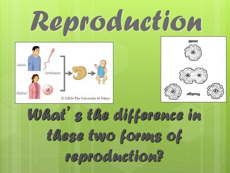 What’s the difference in these two forms of reproduction?