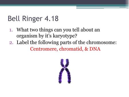 Centromere, chromatid, & DNA