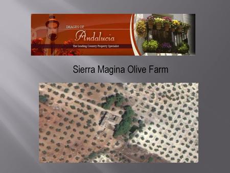 Sierra Magina Olive Farm