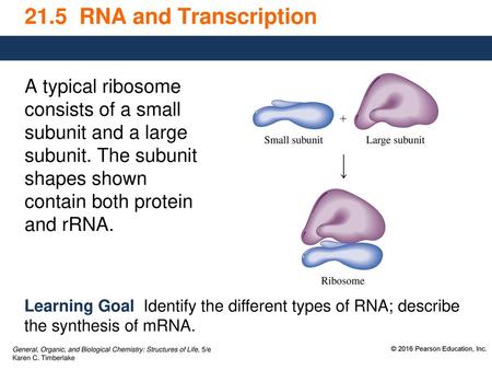 21.5 RNA and Transcription A typical ribosome consists of a small subunit and a large subunit. The subunit shapes shown contain both protein and rRNA.