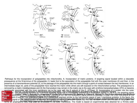 Pathways for the incorporation of polypeptides into mitochondria. A