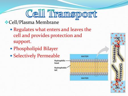 Cell Transport Cell/Plasma Membrane