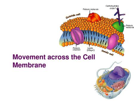 Movement across the Cell Membrane