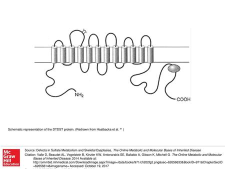 Schematic representation of the DTDST protein